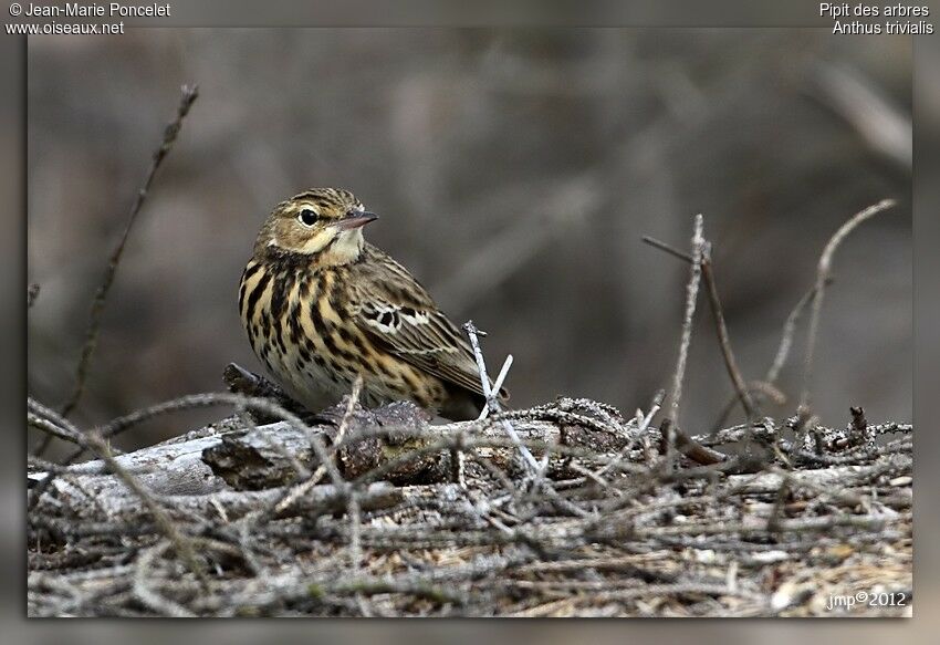 Pipit des arbres