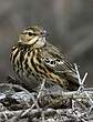 Pipit des arbres