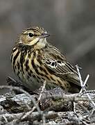 Tree Pipit