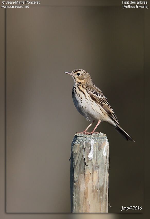 Pipit des arbres