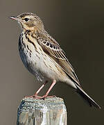 Tree Pipit