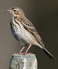 Pipit des arbres