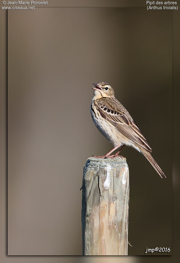 Pipit des arbres