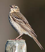 Tree Pipit