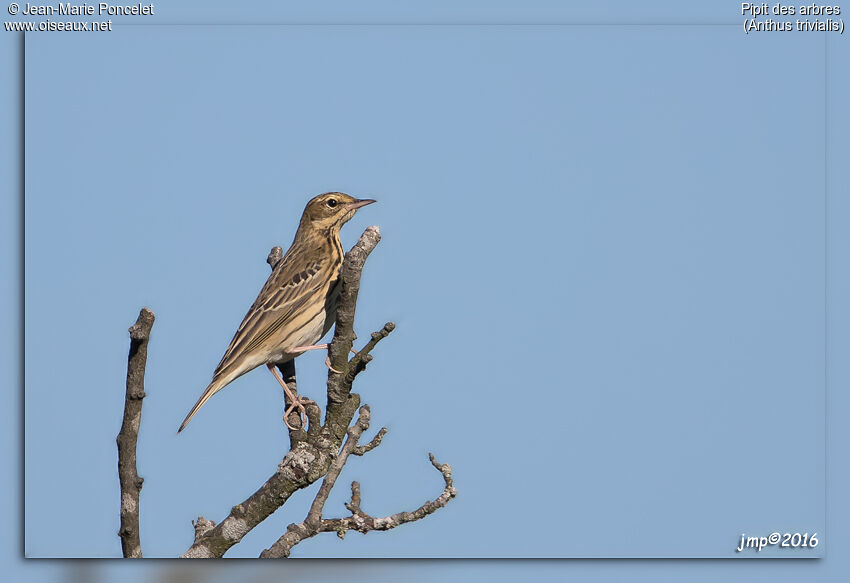 Tree Pipit