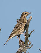 Tree Pipit