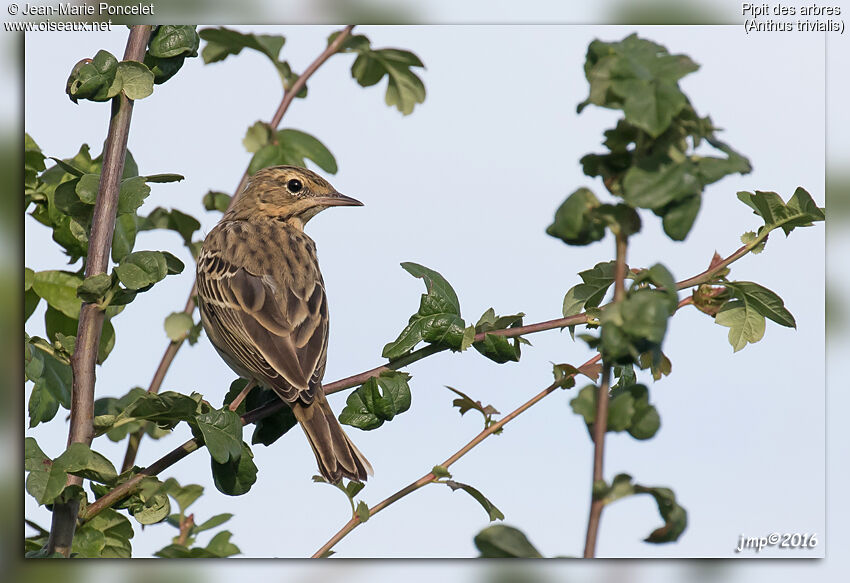 Pipit des arbres