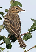 Tree Pipit