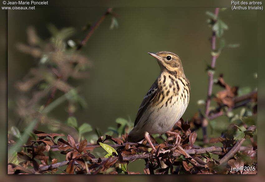 Tree Pipit