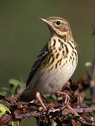 Pipit des arbres