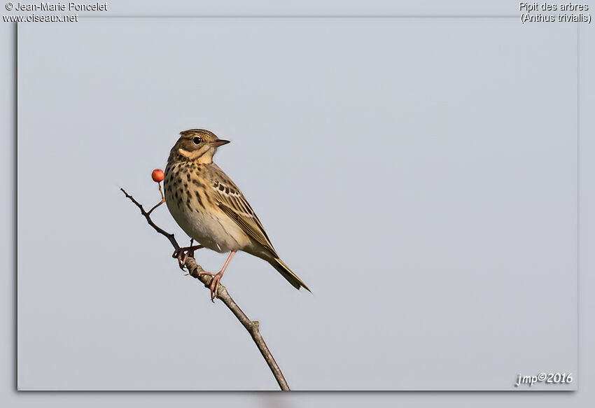 Pipit des arbres