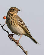 Tree Pipit