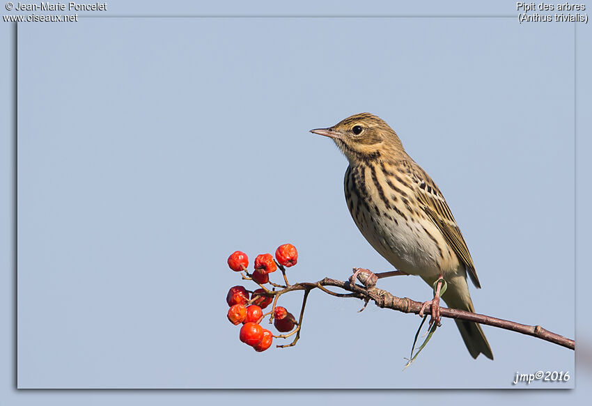 Pipit des arbres