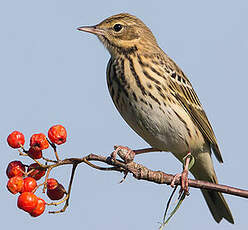 Pipit des arbres