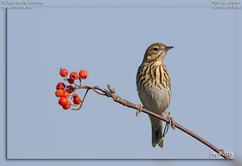 Pipit des arbres