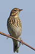 Pipit des arbres