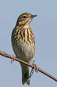 Tree Pipit