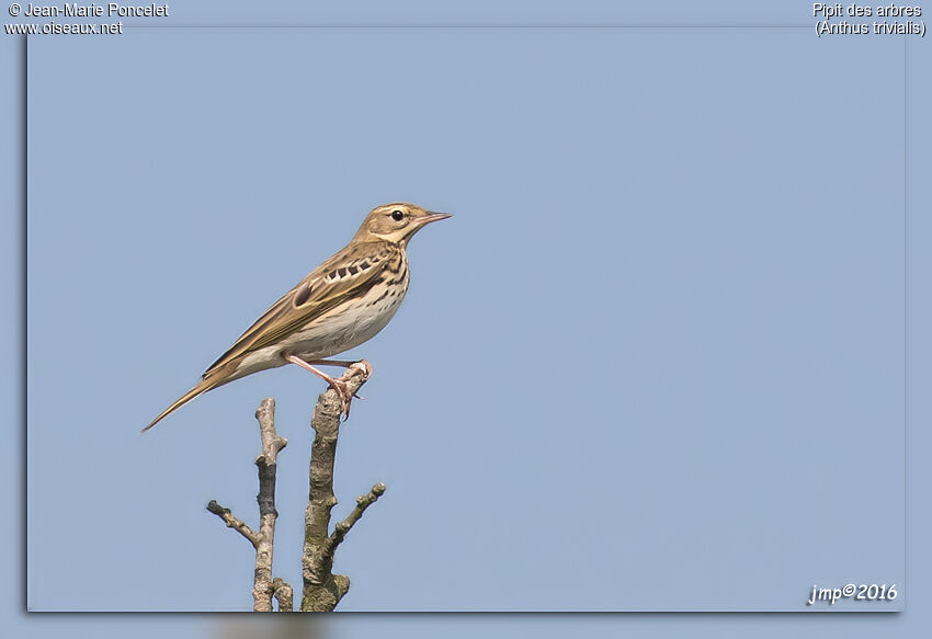 Pipit des arbres