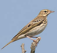 Pipit des arbres