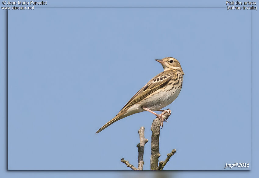 Pipit des arbres