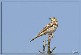 Tree Pipit