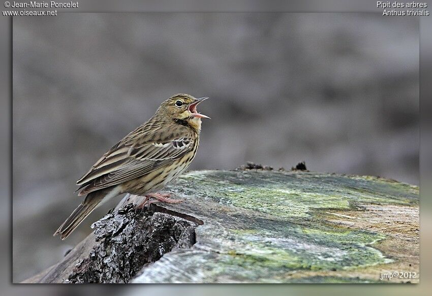 Pipit des arbres