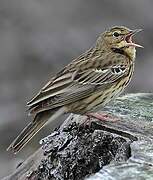 Pipit des arbres