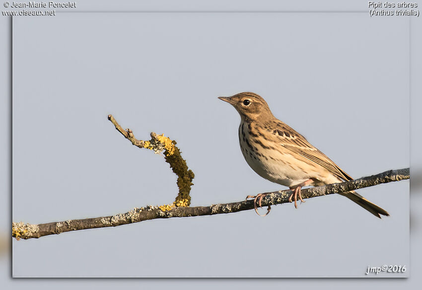 Pipit des arbres