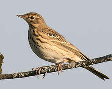 Tree Pipit