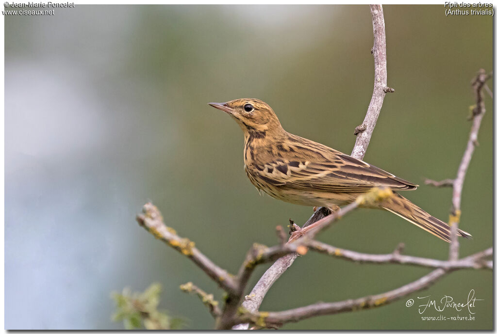 Pipit des arbres