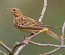 Pipit des arbres