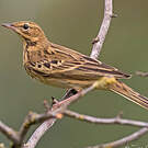 Pipit des arbres