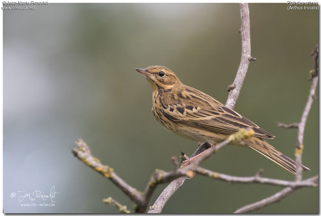 Tree Pipit