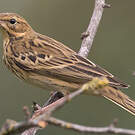 Pipit des arbres
