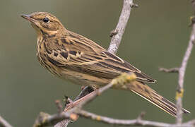 Pipit des arbres