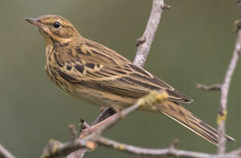 Pipit des arbres