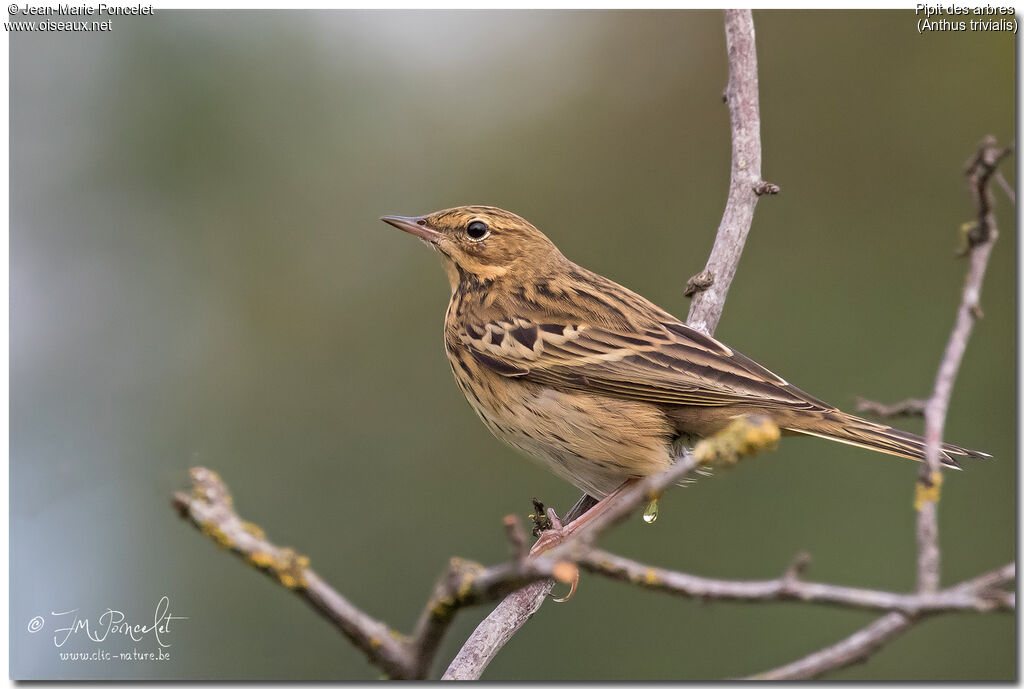 Pipit des arbres