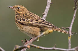 Pipit des arbres