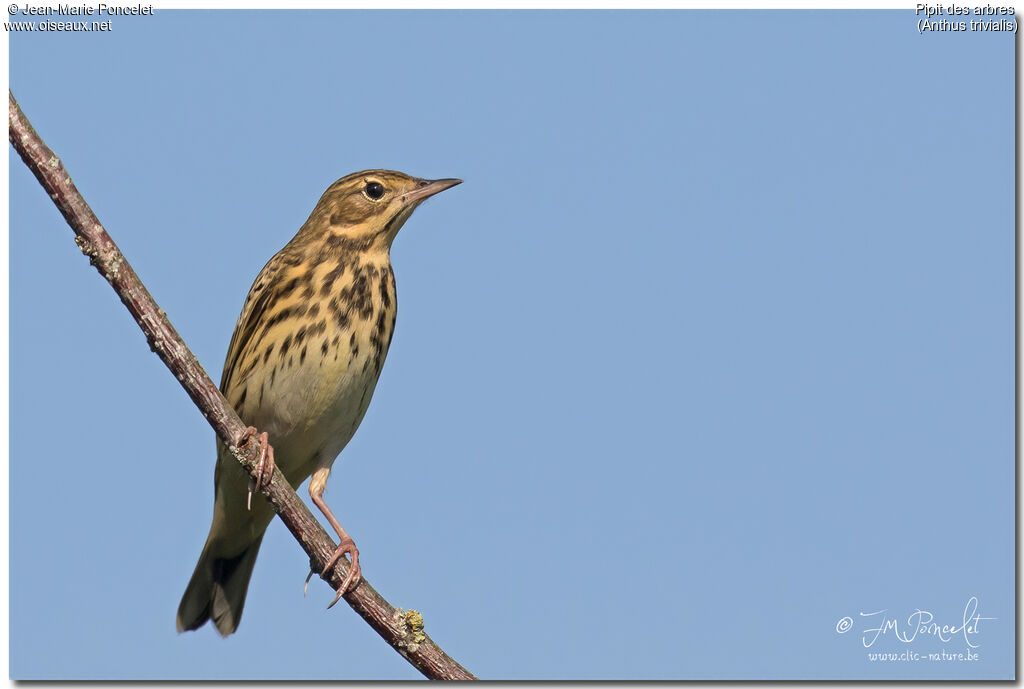 Pipit des arbres