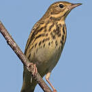 Pipit des arbres