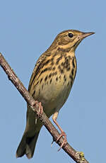 Pipit des arbres