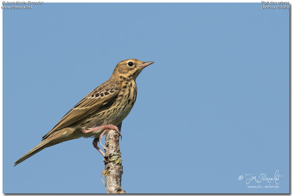 Pipit des arbres