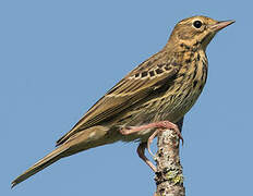 Tree Pipit