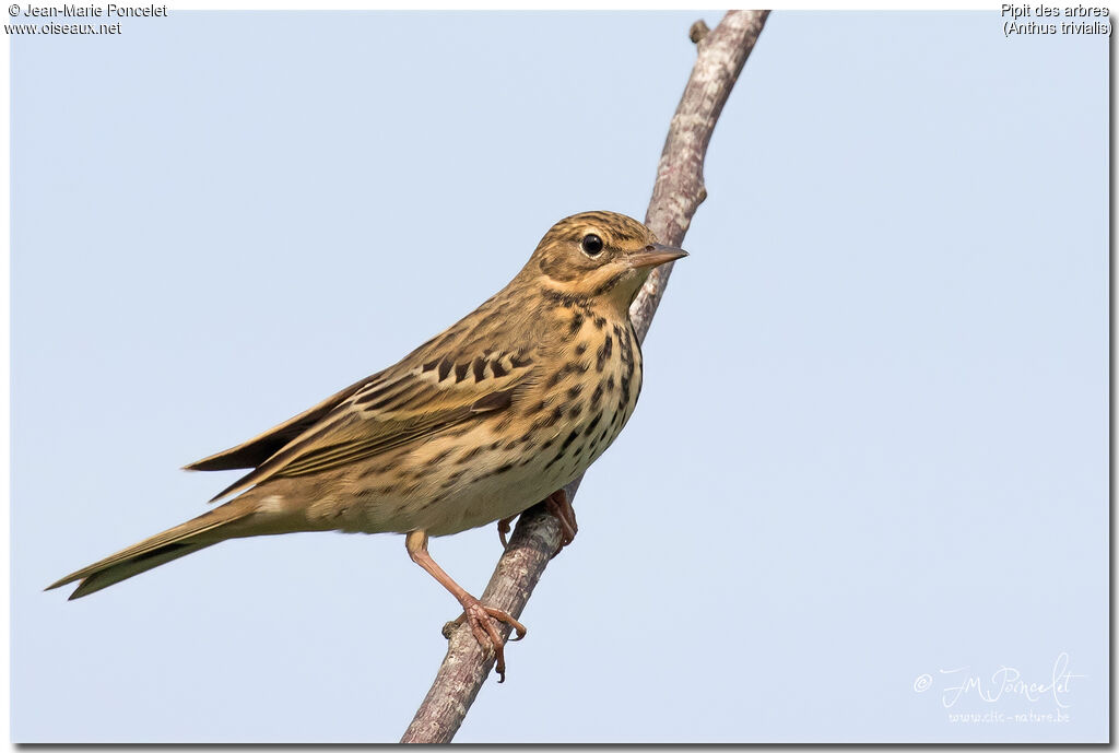 Pipit des arbres