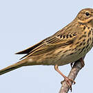 Pipit des arbres