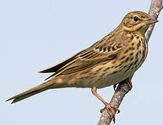 Pipit des arbres