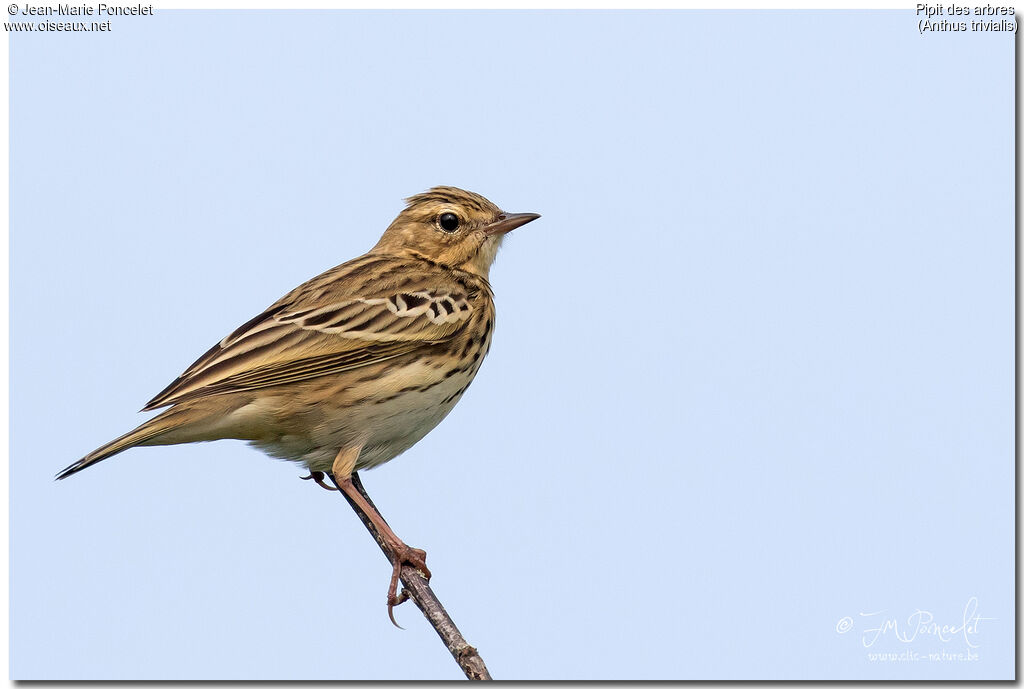 Pipit des arbres