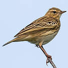 Pipit des arbres