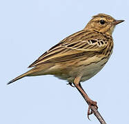 Tree Pipit