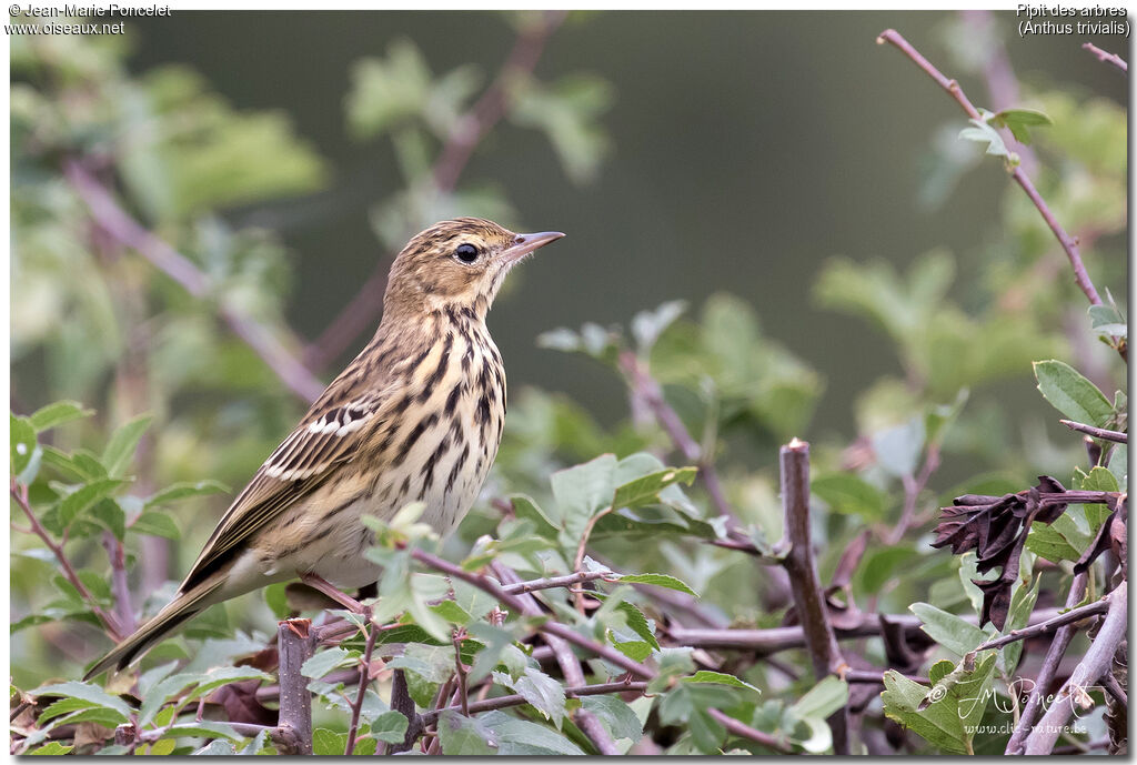 Pipit des arbres